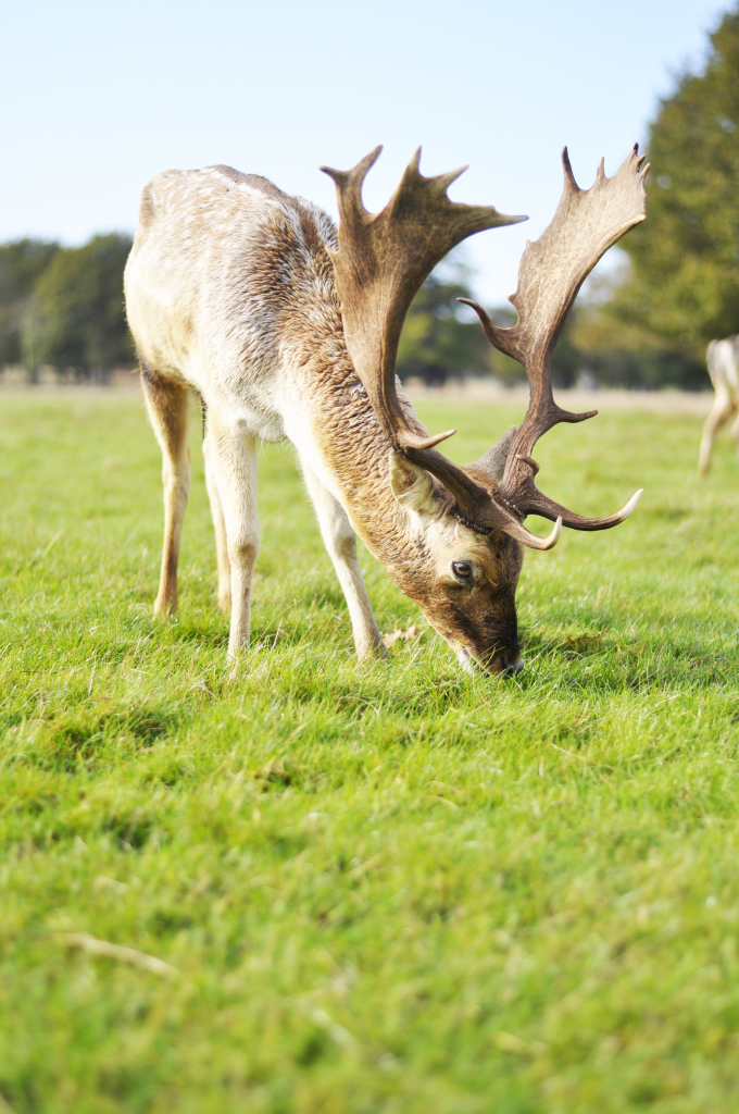 reindeer_richmond_london