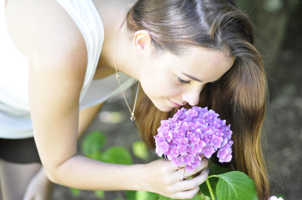 hydrangea