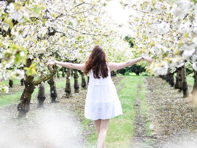 Cherry Blossoms